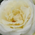 Bianco - Rose Floribunde - Lenka™